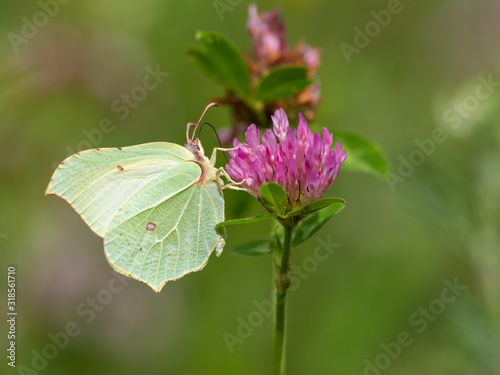 Brimstone Butterfly ( Gonepteryx rhamni ) on Clover