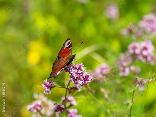 European peacock ( Aglais io ) on Marjoram © Stephan Morris 