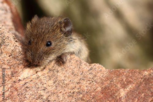 Wild cute house mouse (Mus musculus) outside on stone. Around is copy space (empty, free place) for text. Mouse (animal) is adorable, sweet and it is close up look (view).