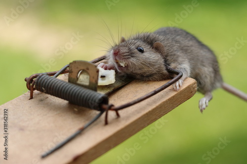 Dead wild house mouse (Mus musculus) catched in mousetrap (trap, rat killer) on cheese (separated, isolated). Little mouse is brown and grey with long whiskers.