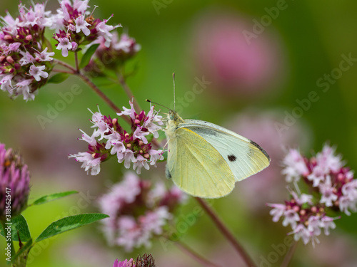 Pieris brassicae or Large white butterfly on Marjarom