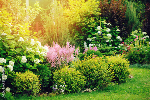 Fotografering mixed border in summer garden with yellow spirea japonica, pink astilbe, hydrangea