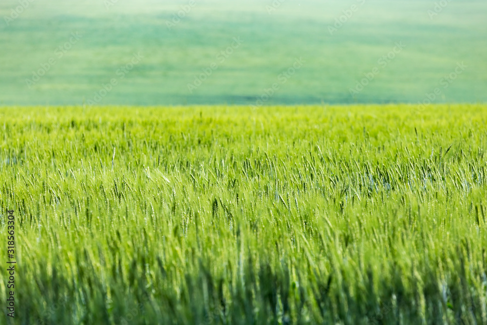 Green ears of wheat or rye in a field. Ukrainian wheat. Agriculture green field natural background. Selective focus.