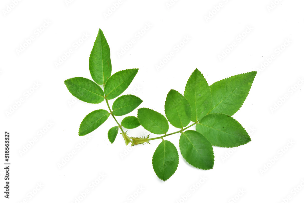 Green leaf of rose isolated on white Green leaf of rose isolated on white