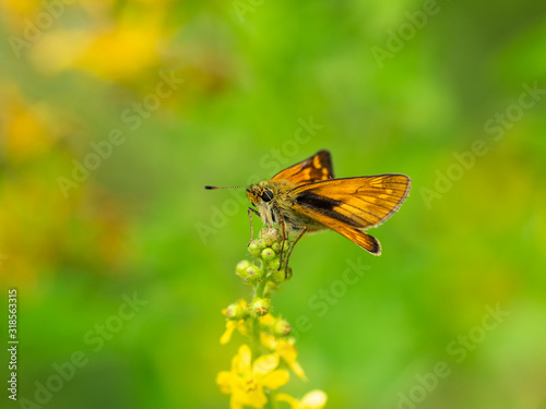 Large Skipper butterfly (Ochlodes venata) resting
