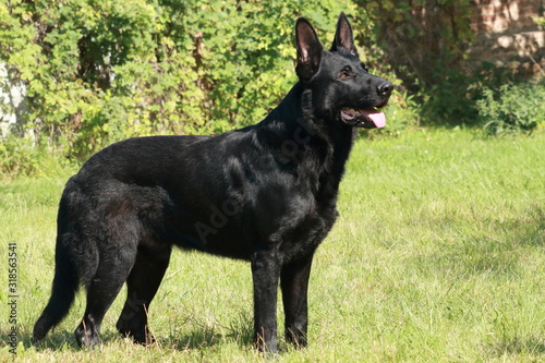 Фотография Young big black dog (German shepherd, Alsatian) standing (stand) outside (outdoor) at sunny day and look to side and stick out tongue and background is green