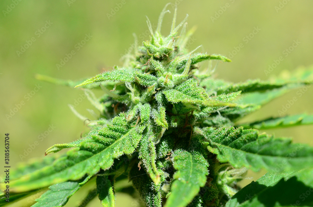 Abstract, soft focus using macro lens. Intense detail of flowering cannabis plant. Medical hemp growing on organic farm. Outdoor, natural lighting. Beautiful trichomes on cannabis plant. Healthy hemp Abstract, soft focus using macro lens. Intense detail of flowering cannabis plant. Medical hemp growing on organic farm. Outdoor, natural lighting. Beautiful trichomes on cannabis plant. Healthy hemp