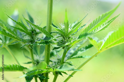 Abstract plant, Soft focus using macro lens, close up of marijuana trichomes. Cannabis cola growing and flowering. Organic farming in the cannabis industry. Medicinal cannabis, medical marijuana