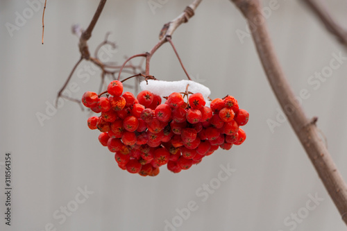 Foto Rowan berries close-up. Winter, snow on the bunch.