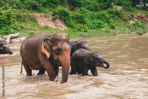Elephant and its baby crossing through river. 