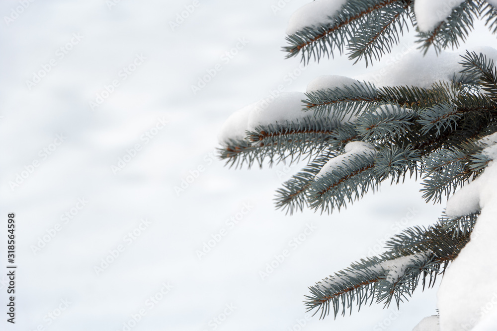 Branches of blue spruce covered with snow. Free space.