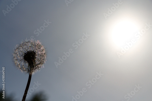 White dandelion against the sky and the sun.