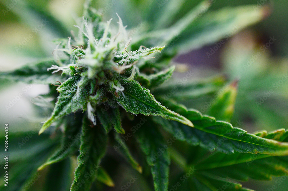 Abstract, soft focus using macro lens. Intense detail of flowering cannabis plant. Medical hemp growing on organic farm. Outdoor, natural lighting. Beautiful trichomes on cannabis plant. Healthy hemp