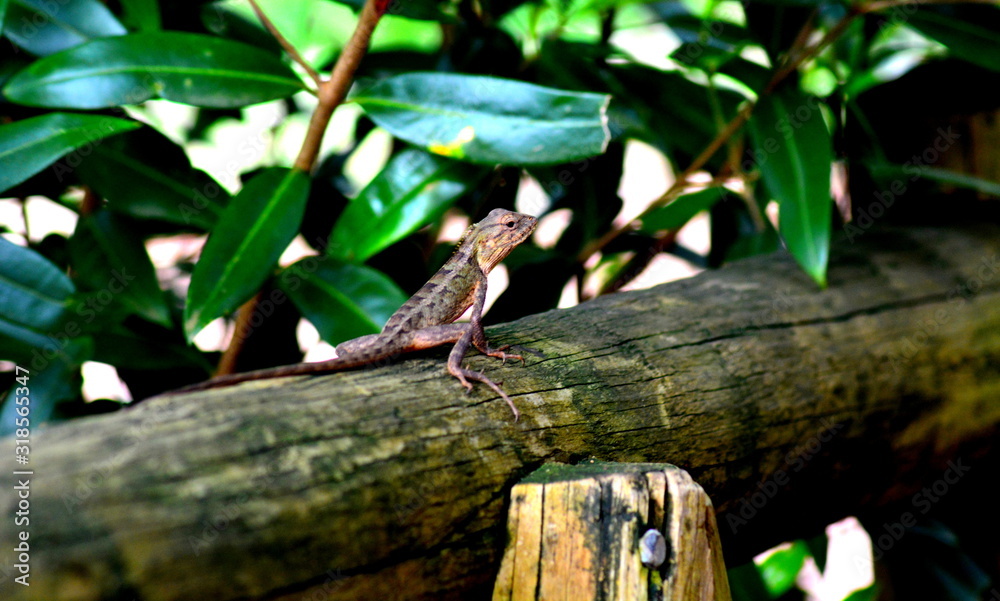 caméléon posé sur un tronc