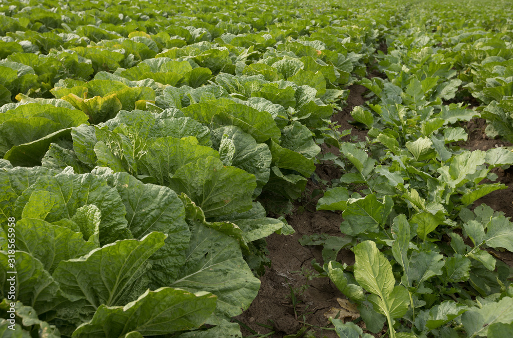 Chinese cabbage crops growing at field Chinese cabbage crops growing at field