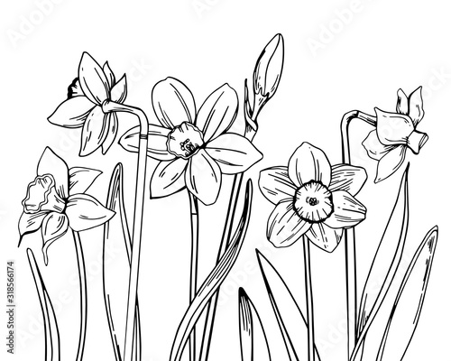 Composition with narcissus in a row on the bottom of the page. Hand drawn outline vector sketch illustration