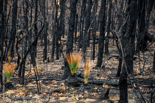 Obraz na plátne Australian bushfires aftermath: grass trees recovering after severe fire damage