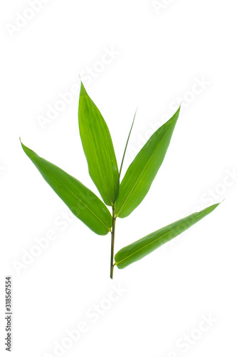 Tropical leaves foliage plant bush floral arrangement nature backdrop isolated on white background, clipping path included.
