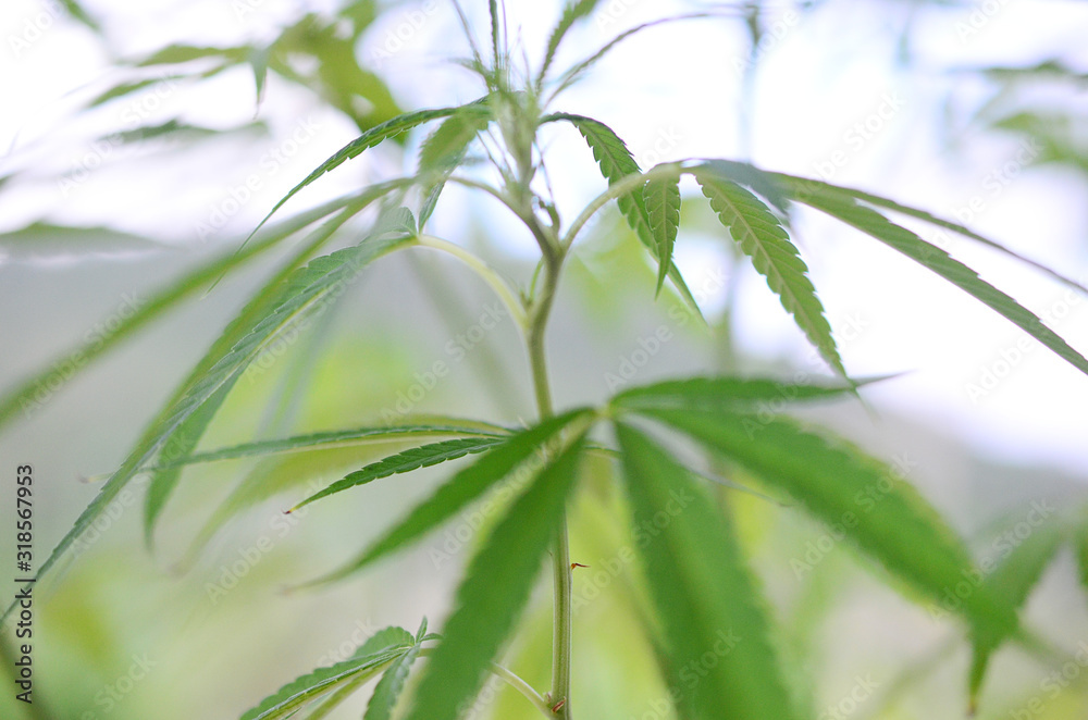 Calming, airy abstract photo of hemp plant. Soft focus, natural lighting with macro lens. Lush green, organic farming. Medical marijuana plant growing outside. 