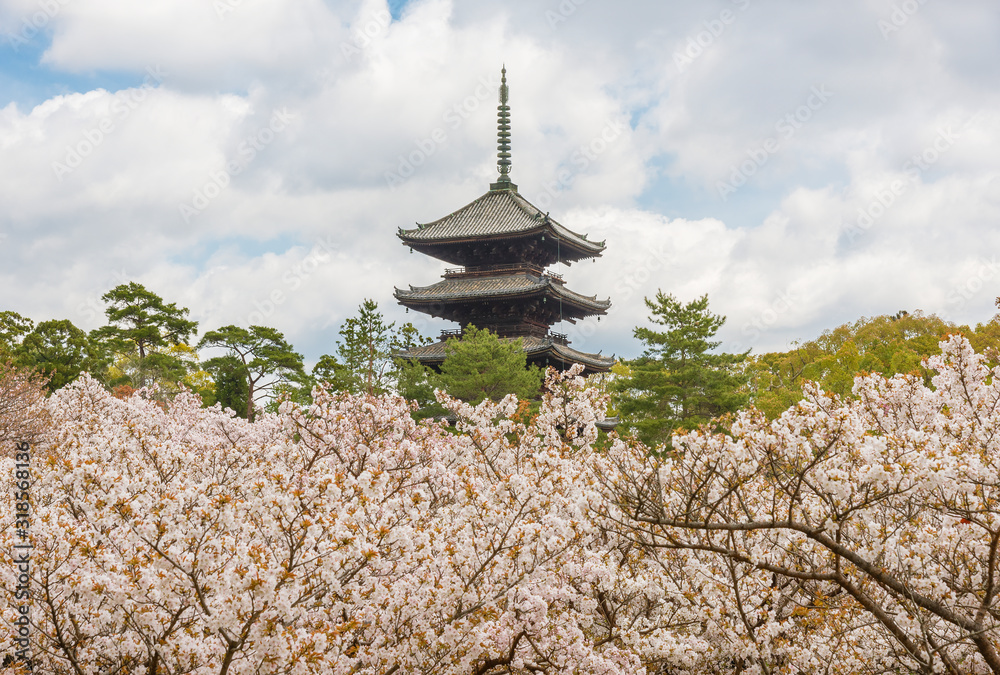 beautiful sakura flower blossom in Ninna-ji temple, Kyoto, Japan beautiful sakura flower blossom in Ninna-ji temple, Kyoto, Japan