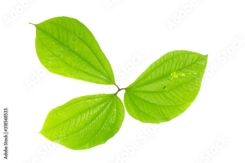 Tropical leaves foliage plant bush floral arrangement nature backdrop isolated on white background, clipping path included.