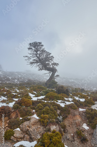 oak tree in the snow, rocks and bright sun in Sierra de las Nieves