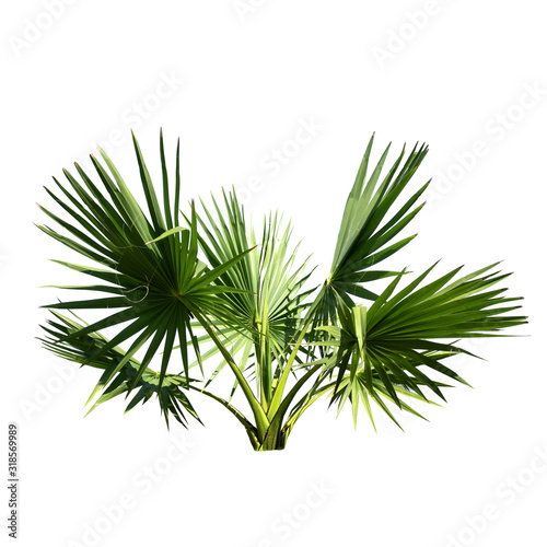 Small or young Sugar palm isolated on the white background.