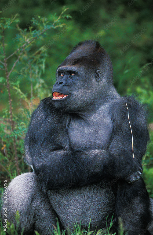 Fototapeta premium GORILLE DE PLAINE gorilla gorilla graueri