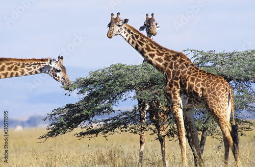 GIRAFE MASAI giraffa camelopardalis tippelskirchi photo