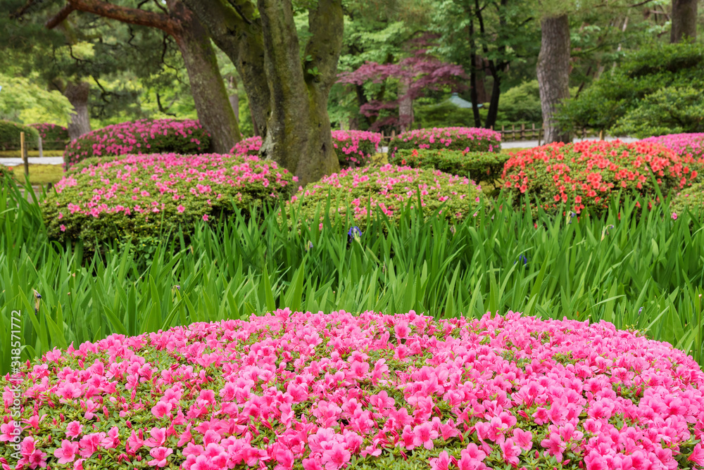 Obraz premium colorful flower in garden in springtime season. Natural background