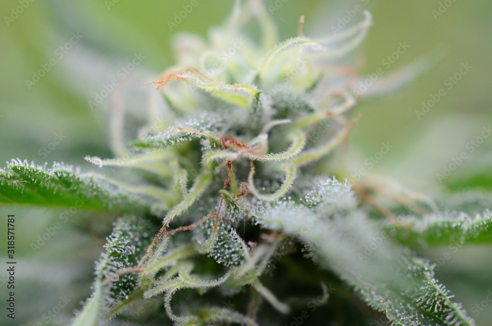 Abstract, soft focus using macro lens. Intense detail of flowering cannabis plant. Medical hemp growing on organic farm. Outdoor, natural lighting. Beautiful trichomes on cannabis plant. Healthy hemp Abstract, soft focus using macro lens. Intense detail of flowering cannabis plant. Medical hemp growing on organic farm. Outdoor, natural lighting. Beautiful trichomes on cannabis plant. Healthy hemp