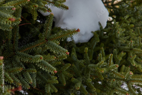 Pinsapo fir forest with snow, rocks and bright sun in Sierra de las Nieves