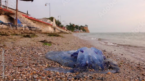 Big, blue, dead, jellyfish in shallow sea water. Carcass of dead huge blue jellyfish is washed up by the sea on empty public sandy beach.  H.264 video codec photo