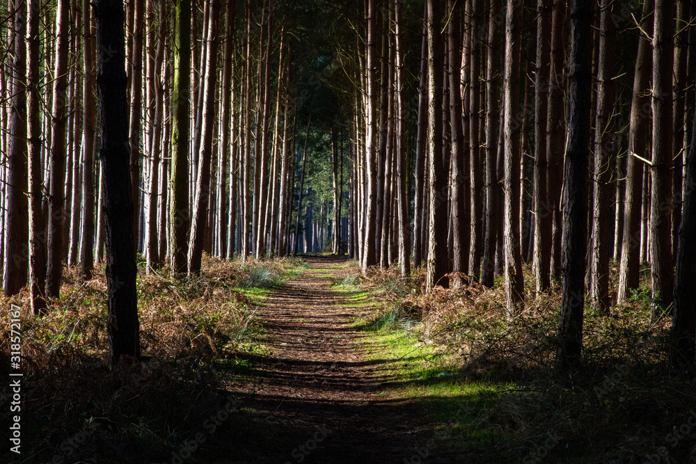 Obraz premium wood lands