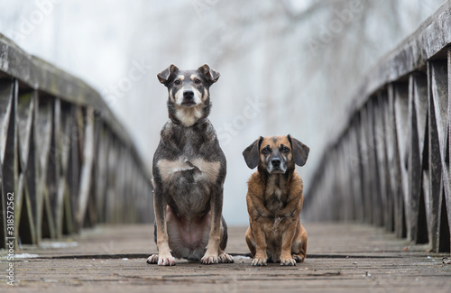 Obraz na płótnie Two dog on the wooden bridge