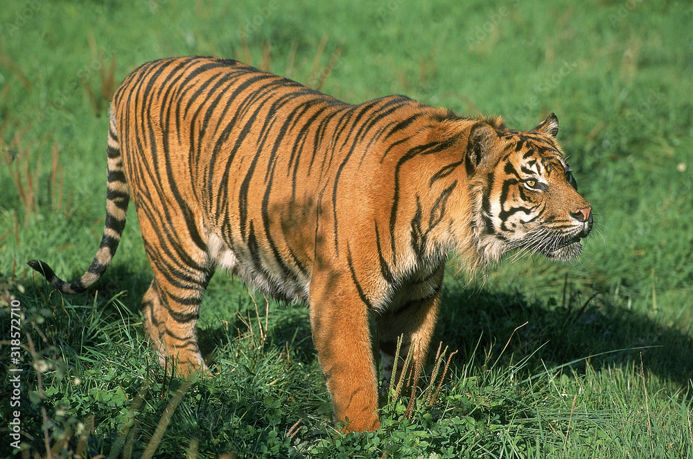 TIGRE DE SUMATRA panthera tigris sumatrae TIGRE DE SUMATRA panthera tigris sumatrae
