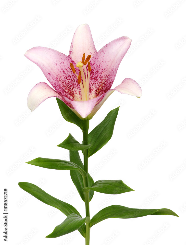 pink lily flower on white background pink lily flower on white background