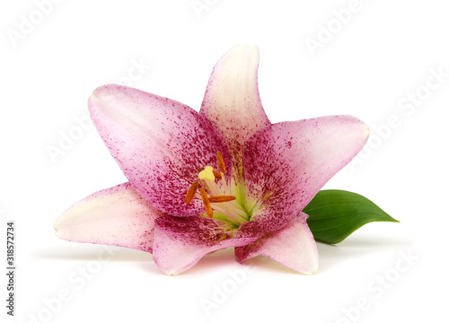  lily flower isolated on white