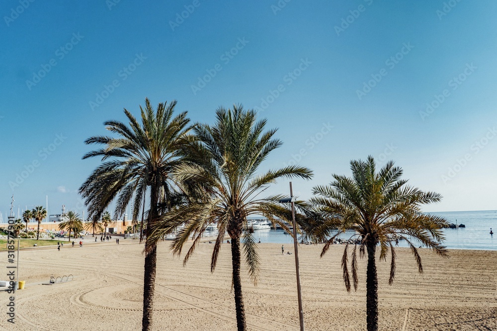 Palm trees beach 