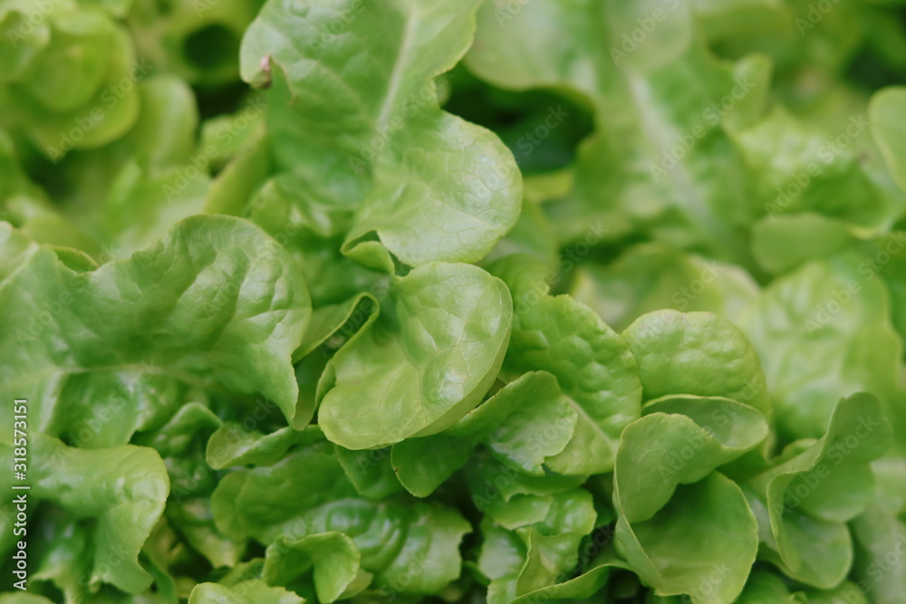 top view of lettuce or green salad leaves top view of lettuce or green salad leaves