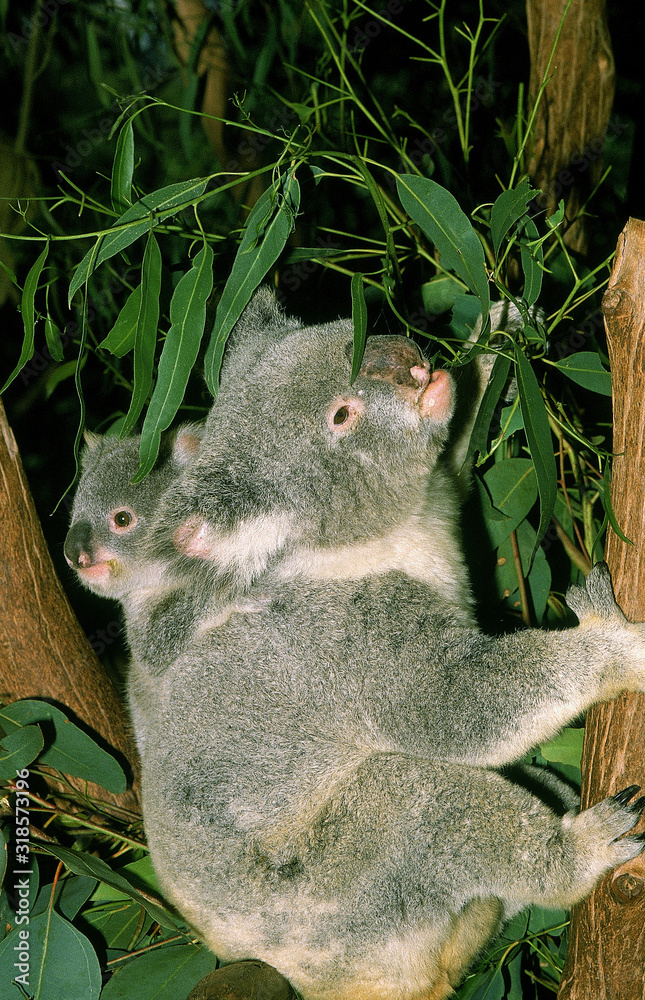 Fototapeta premium KOALA phascolarctos cinereus