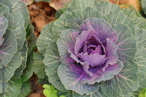 top view of cabbage growing in plantation