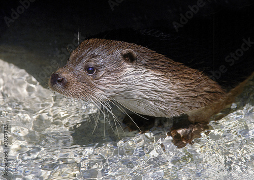 LOUTRE D'EUROPE lutra lutra