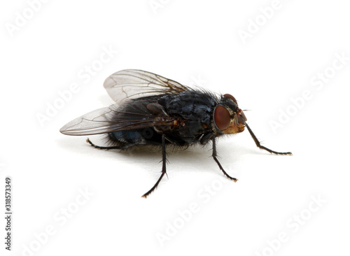 fly isolated on a white © Alekss