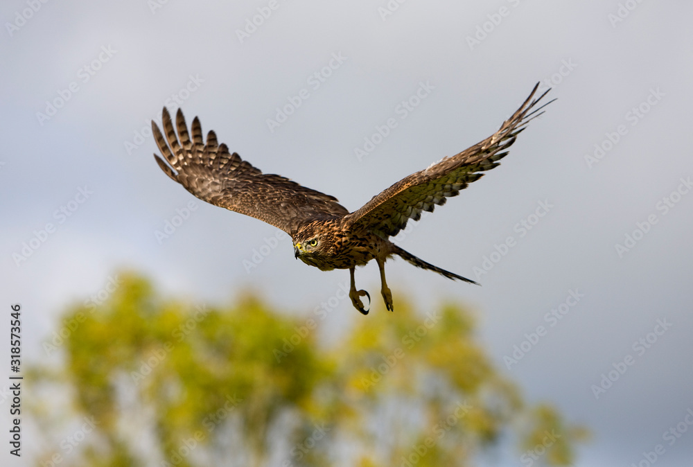 Fototapeta premium AUTOUR DES PALOMBES accipiter gentilis