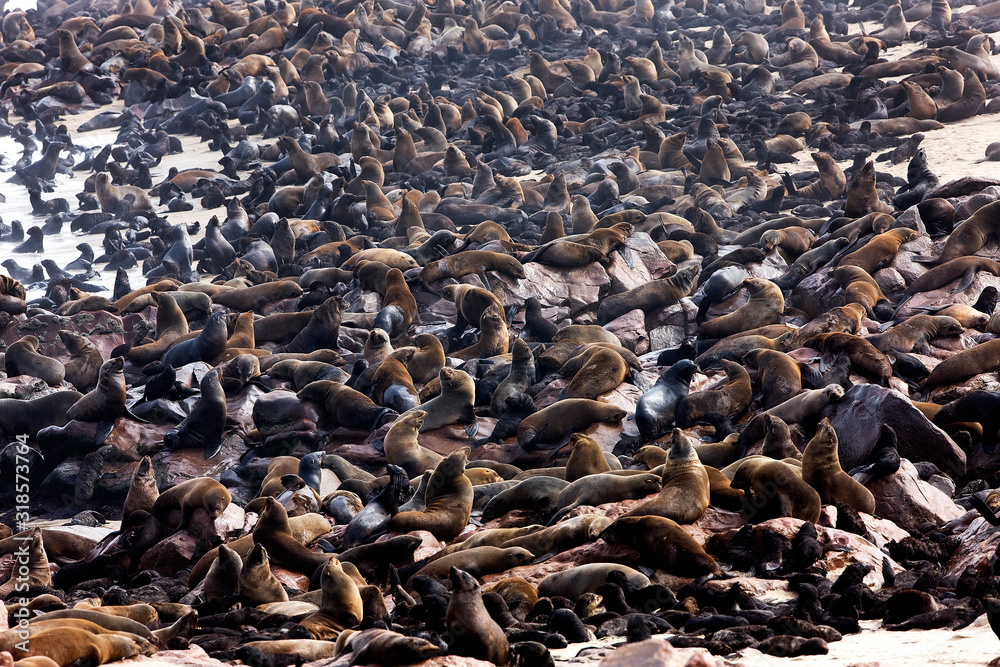 OTARIE A FOURRURE D'AFRIQUE DU SUD arctocephalus pusillus OTARIE A FOURRURE D'AFRIQUE DU SUD arctocephalus pusillus