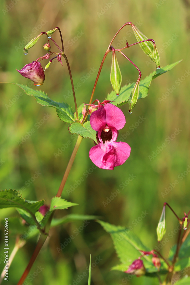 pink flowers drew in fields summer pink flowers drew in fields summer