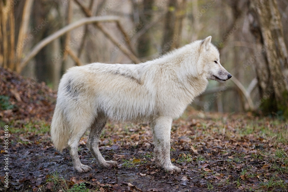 LOUP BLANC DE LA TOUNDRA canis lupus tundrarum LOUP BLANC DE LA TOUNDRA canis lupus tundrarum