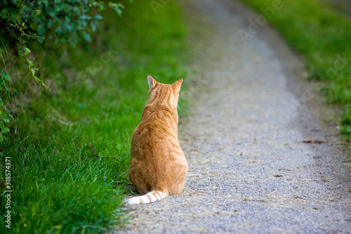 EUROPEEN ROUX TABBY photo