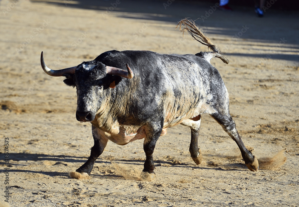 toro español poderoso con grandes cuernos toro español poderoso con grandes cuernos